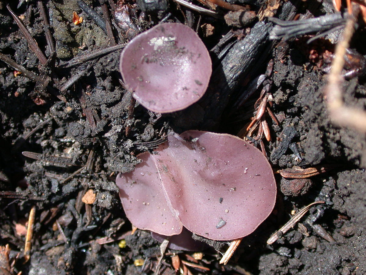  ibolya-csészegomba